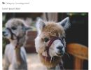 Dependent-Custom-Fields-For-All-Joomla-Extension-6
